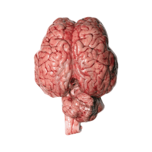 Cervello Di Bovino 500g